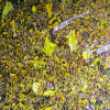 19-year-old fan inspires Borussia Dortmund to introduce returnable beakers